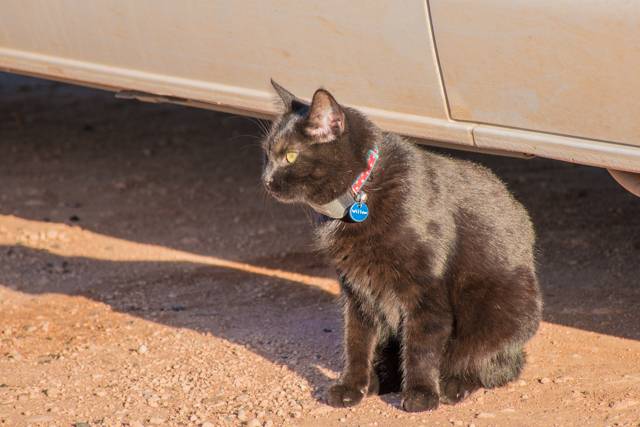 Willow wearing the Marco Polo Pet Tracker tag on her collar