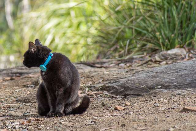 Tracking collars keep your cat safe when traveling