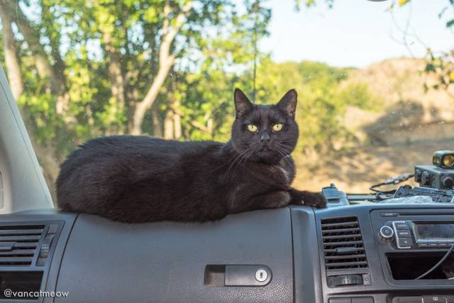 Keep your cat safe when road tripping