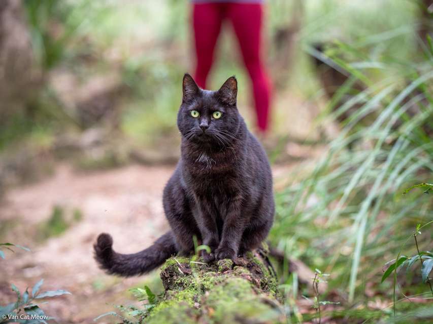 Mission In The Forest With Willow – Van Cat Meow