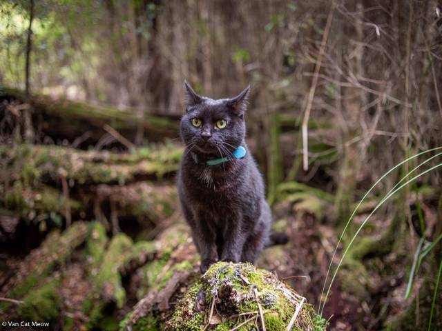 Locked In The Forest With Willow (And Other Misadventures) – Van Cat Meow