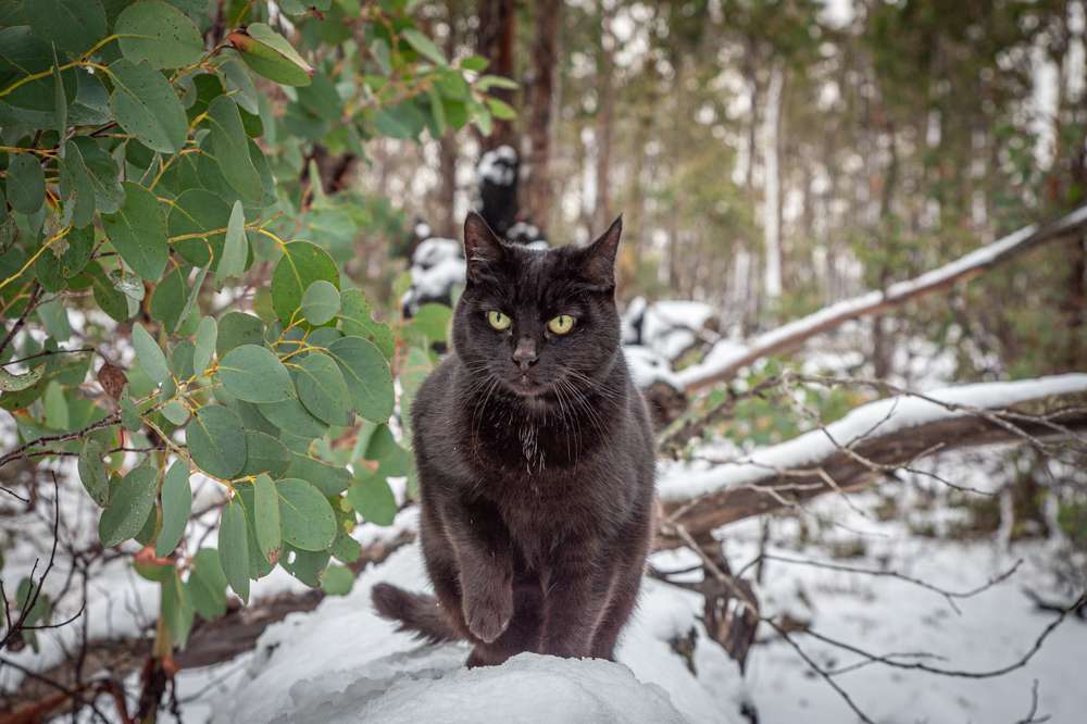 Snow Adventure With Our Cat Willow In The Tasmanian Highlands