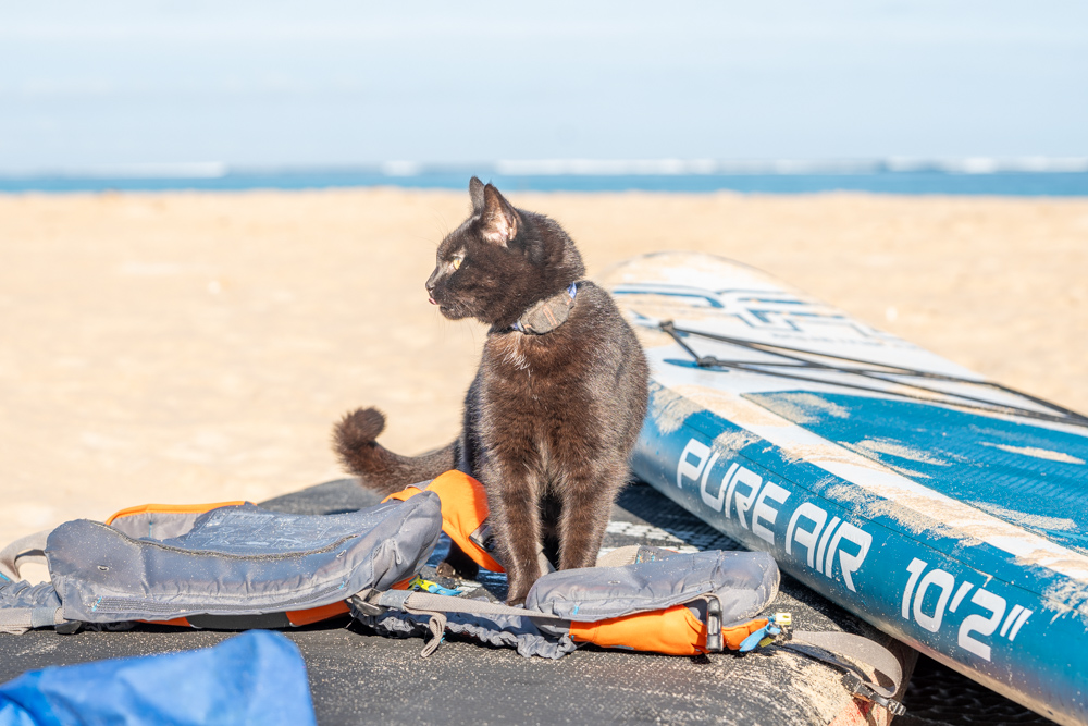 Vacuuming the Cat – A Sandy 4 Weeks on Ningaloo Reef, South Lefroy, Winderabandi